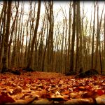 LA GARROTXA KANPER FURGONETAZ