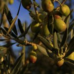 ARTAJO OLIO-ERROTA: KANPERREZ GAUA PASATZEA ETA GASTRONOMIA NAFARROAKO ERRIBERAN
