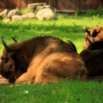 BIALOWIEZA, EUROPAR BISONTEAREN URRATSEN ATZETIK