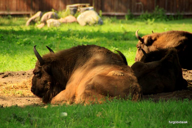 BIALOWIEZA, TRAS LOS PASOS DEL BISONTE EUROPEO