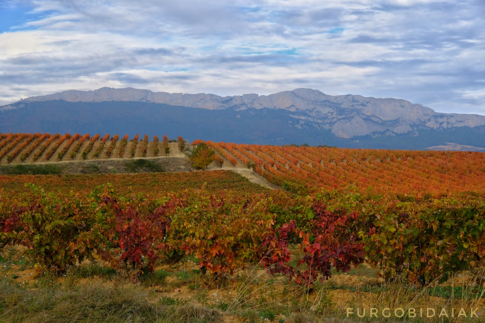 Campos de viñas, La Rioja Alavesa, Sierra de Toloño
