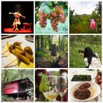 10 ARRAZOI TOLOSALDEA BISITATZEKO, GIPUZKOAREN BIHOTZA
